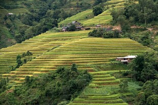翠绿梯田与山间小屋