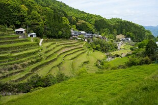 翠绿梯田中的宁静村落