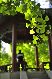 银杏叶下的古典凉亭