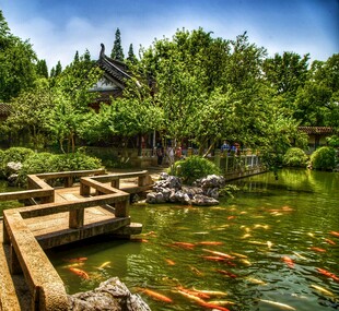 中式园林池塘锦鲤景观