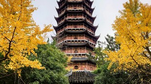秋日古塔旁金黄银杏美景