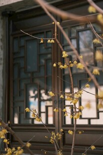 古窗映花枝