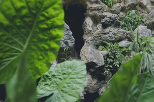 绿叶环绕的岩石景观