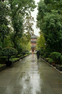 雨中漫步的林荫小道