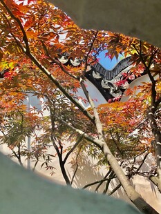秋日掩映中式院墙