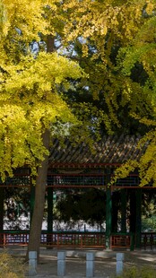 秋日亭畔金黄银杏美景
