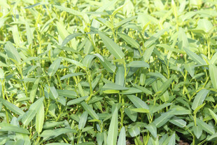 翠绿葱郁的植物景观