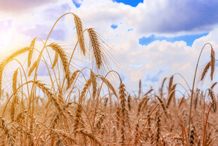 金黄麦田沐浴灿烂阳光