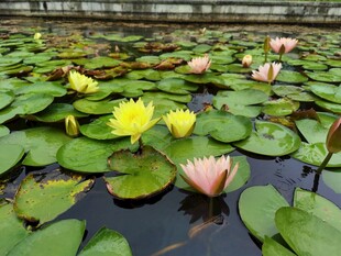 池塘中的多彩睡莲与莲叶