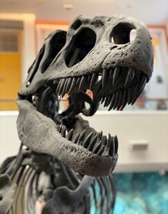 恐龙骨架模型展示