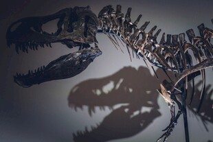恐龙骨架展示