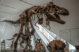 博物馆中的恐龙骨架展品