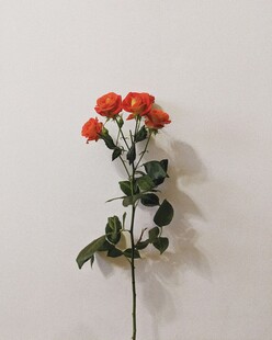 单枝橙红色月季花特写