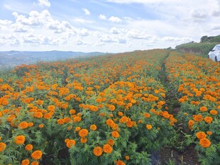 万寿菊花