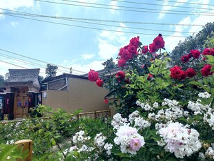 玫瑰花