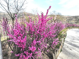 梅花
