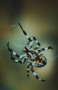 蜘蛛