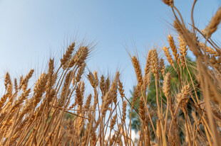 金黄麦田蓝天映衬的丰收景
