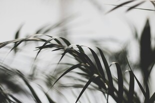 黑白视角下的植物叶片