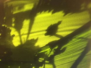 光影下的植物轮廓