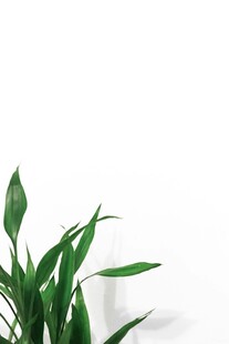 翠绿叶片植物特写