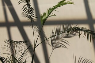 窗边绿植光影之美
