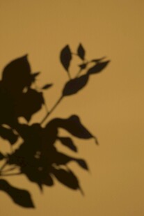 夕阳下的枝叶剪影