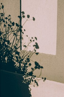 绿植光影