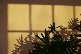 窗下绿植映着温暖光影