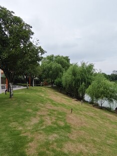 湖畔草地风景