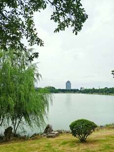 湖畔垂柳 树影湖光