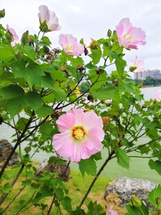粉色木芙蓉