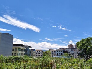 城市蓝天绿植