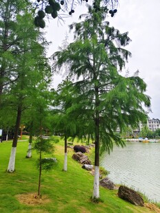 湖畔绿树成荫的清新景致