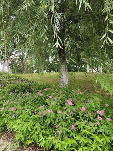 柳树花丛