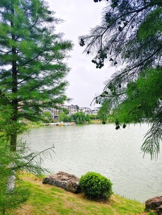 湖畔绿树成荫的静谧景致