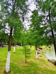 湖畔绿树成荫的静谧草地