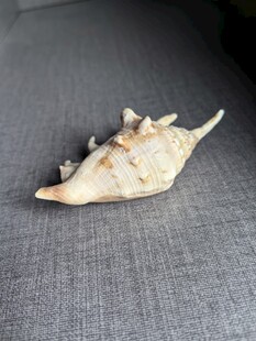 独特海螺摆件