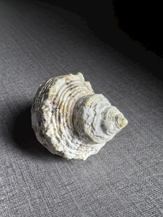 精致海螺标本
