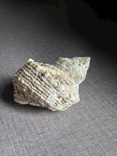 独特纹理的海螺标本