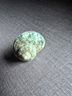 多彩海螺特写