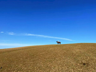 草原孤马