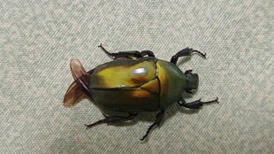 多彩甲虫特写