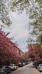 樱花街道停车景致