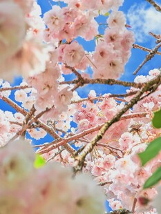 春日烂漫樱花绽放