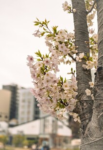 城市中绽放的烂漫樱花树