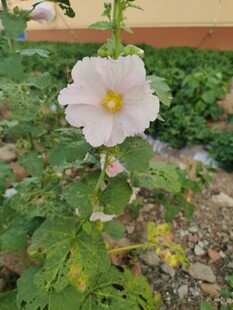 白色蜀葵花绽放于绿植间