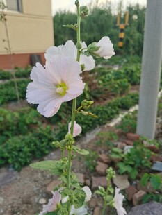 庭院中绽放的美丽白花朵
