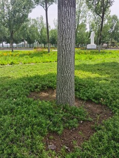 树下绿意盎然的草地景观