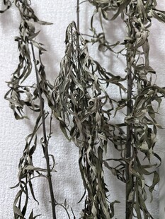 干枯植物枝条特写